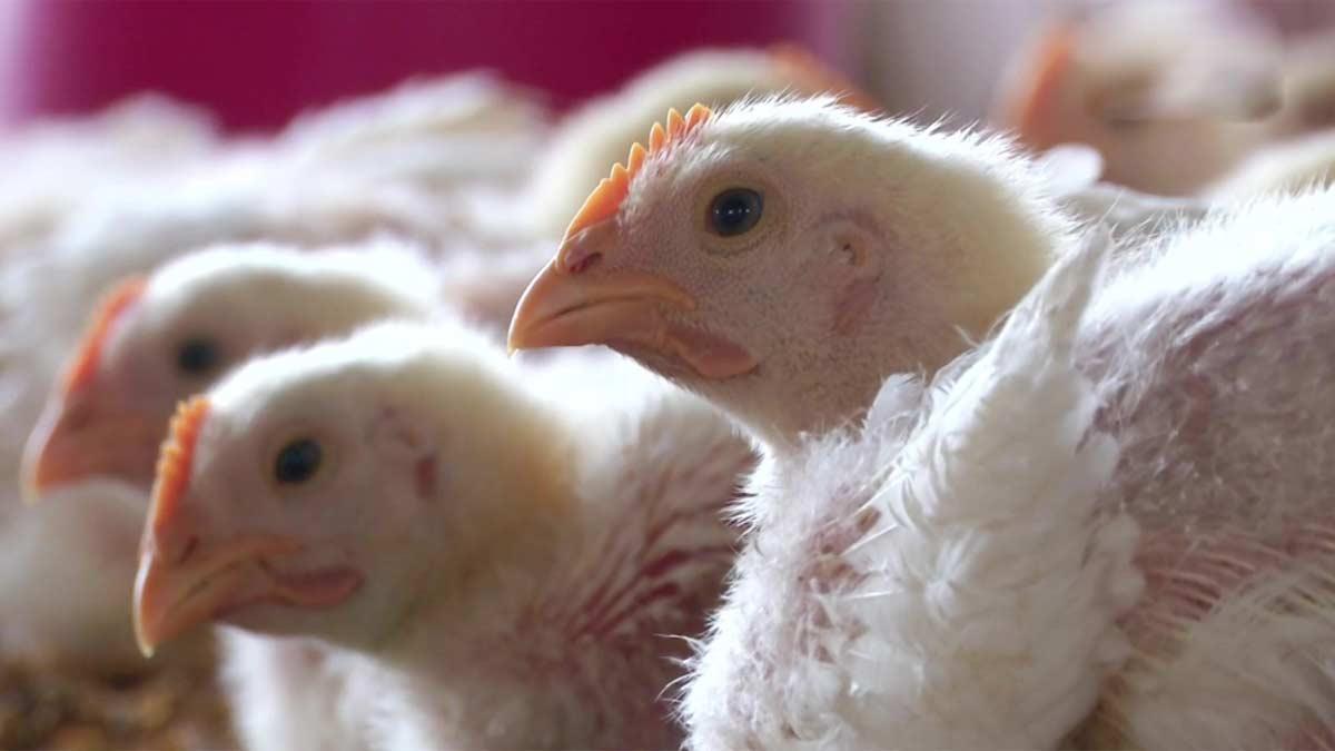 अहमदाबाद में बर्ड फ्लू का केस सामने आया (सांकेतिक-ANI)