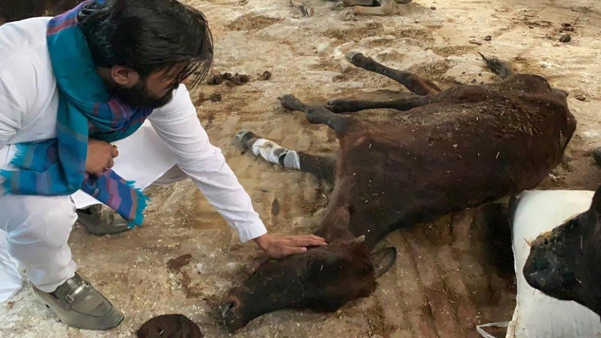 गायों की मौत के मामले में एक्शन. (फाइल फोटो)