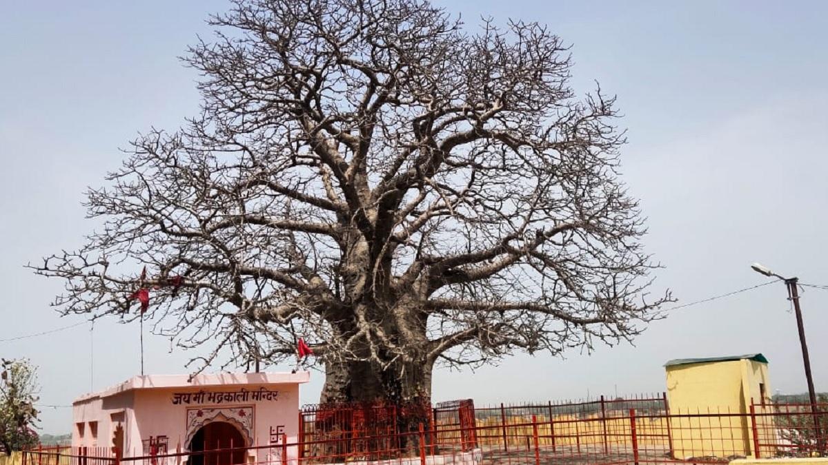 हमीरपुर का कल्पवृक्ष (फाइल फोटो)