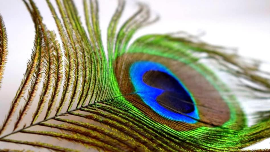 ज्योतिष के अनुसार, जानें घर पर मोर पंख लगाने के क्या हैं फायदे - benefits and importance of keeping peacock feather at home remove vastu dosha tlifd - AajTak