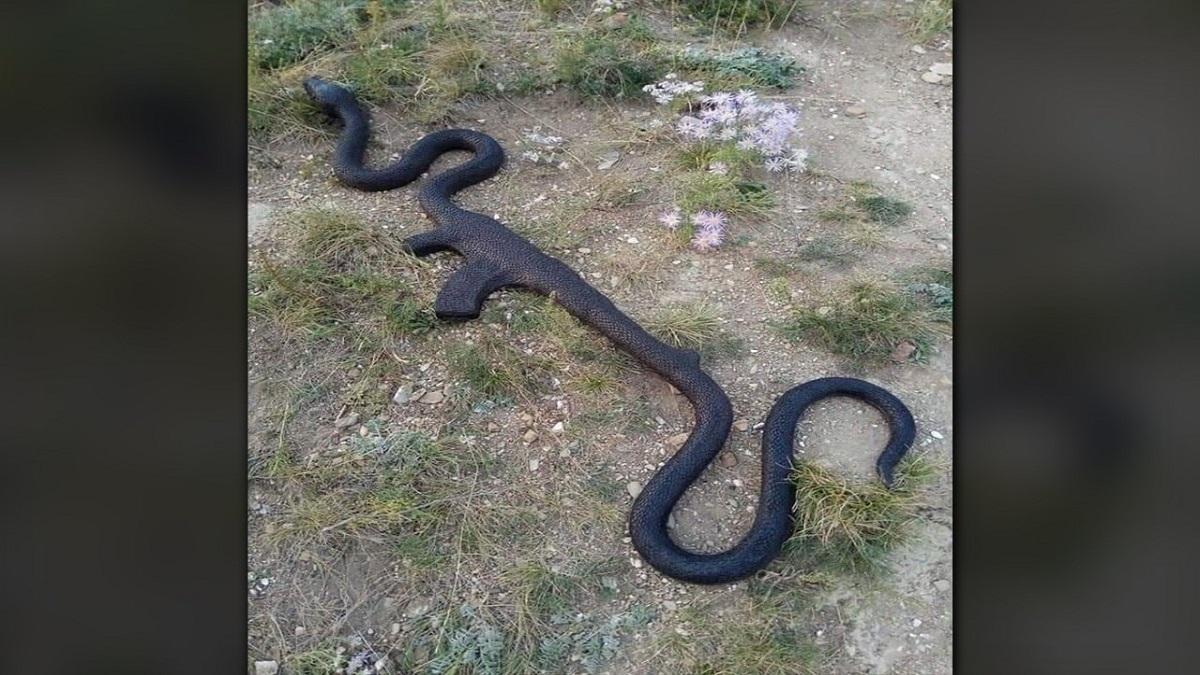 सोशल मीडिया पर वायरल फोटो