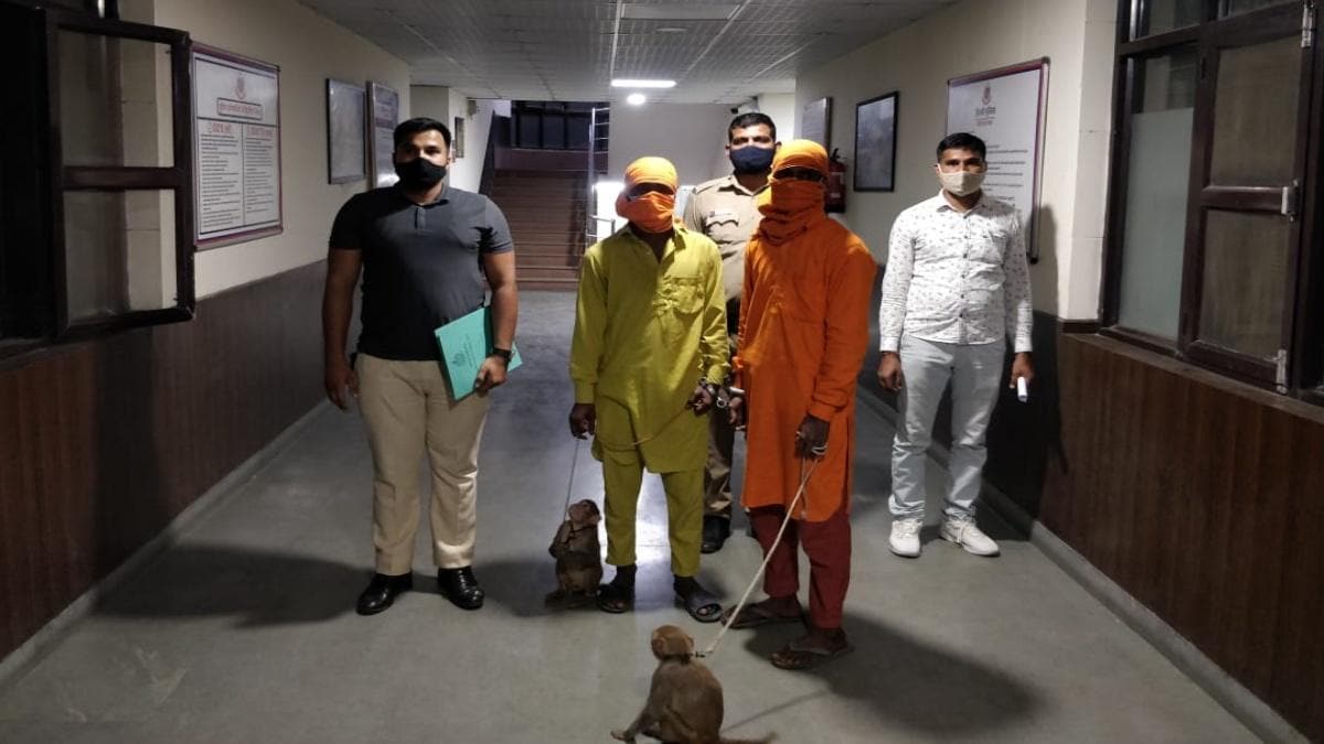 दिल्ली: पैदल जा रहे शख्स पर छोड़ दिए बंदर, फिर 6 हजार लूटकर हुए फरार - Delhi Robbers who used Monkeys to commit Robbery arrested Looted by fear of monkeys in Khirki