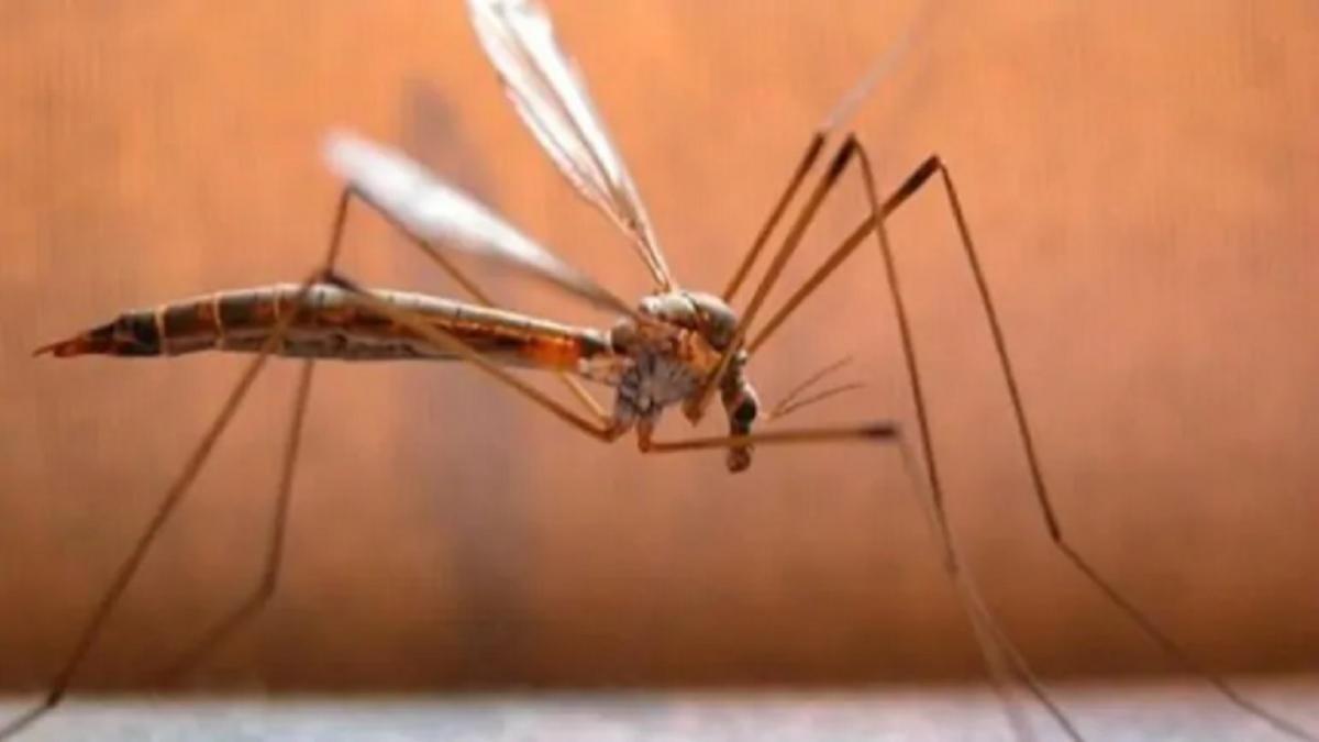 दिल्ली में दबे पांव न आ जाए डेंगू-मलेरिया की महामारी (प्रतीकात्मक तस्वीरः पीटीआई)