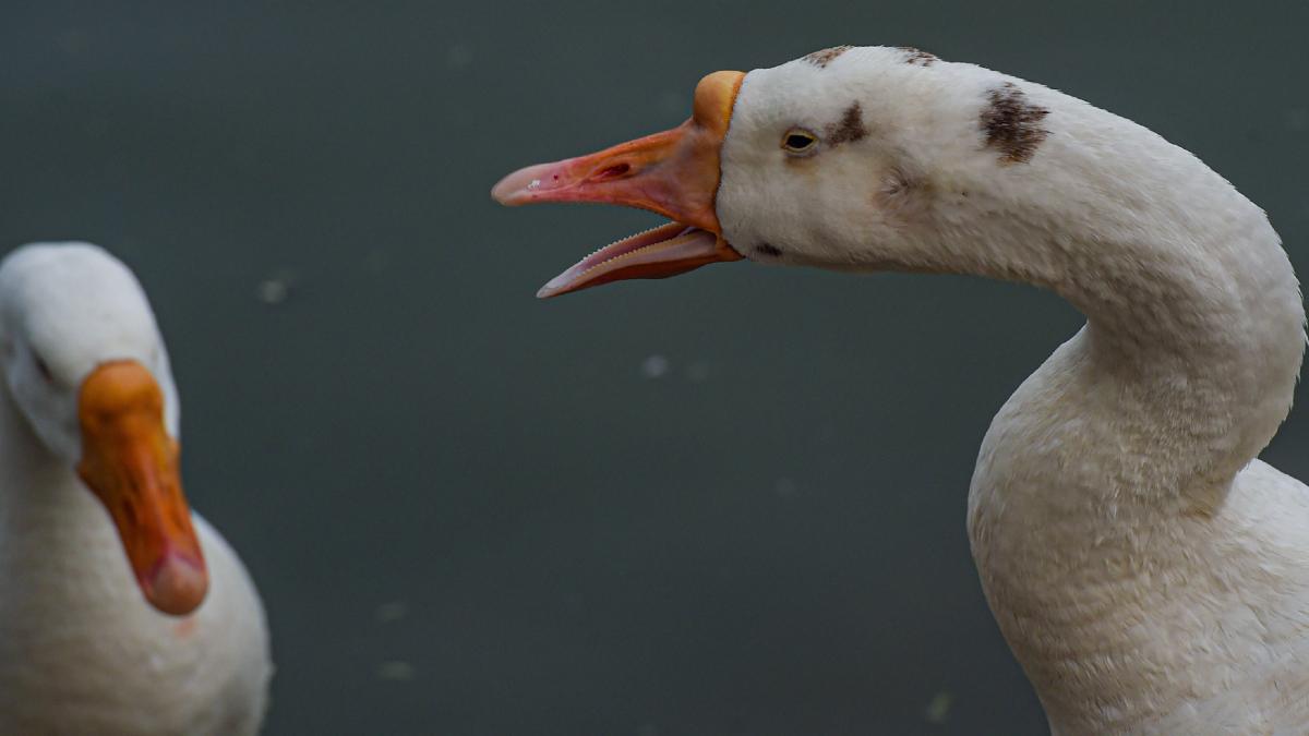 अब नए स्ट्रेन की पुष्टि हुई है (फाइल फोटो-PTI)
