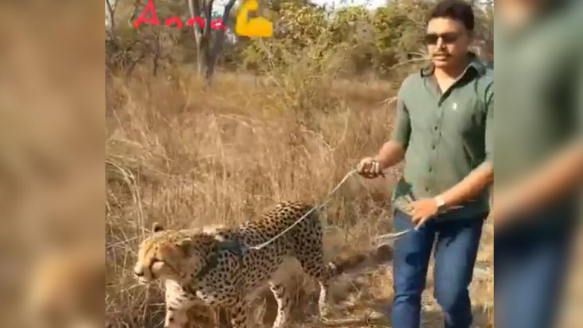 टीआरएस कैंडिडेट का चीता घूमाते वीडियो वायरल हुआ. (फोटो- वीडियो स्क्रीनशॉट)