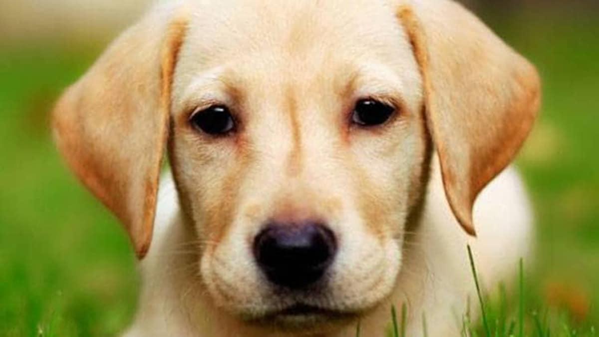 इंदौर में पुलिस ने कुत्ते व उसके मालिक को गिरफ्तार कर लिया. (सांकेतिक फोटो)