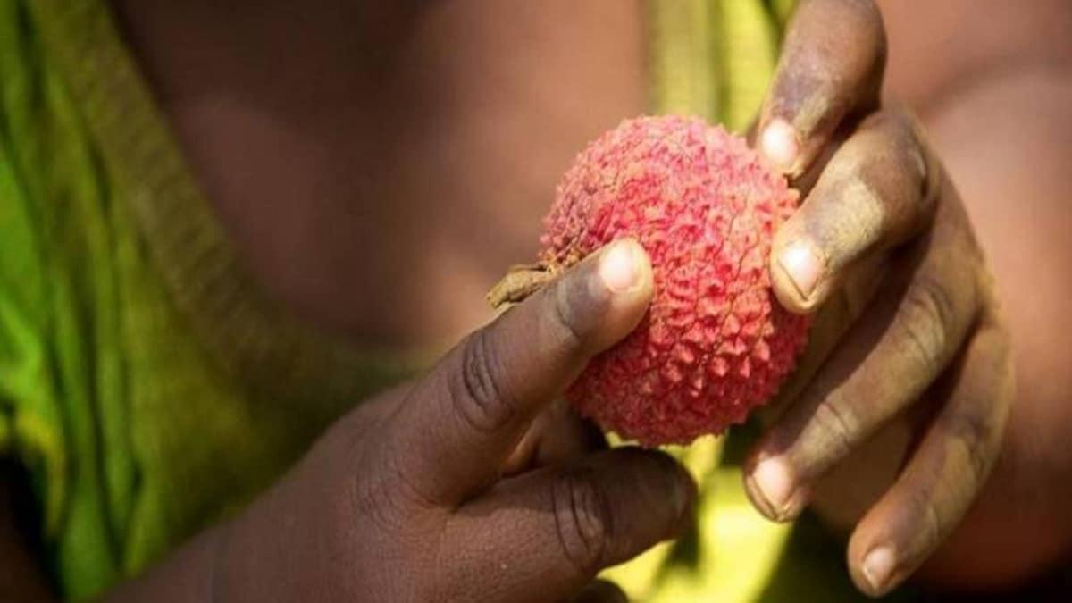मुजफ्फरपुर की शाही लीची काफी मशहूर है (सांकेतिक तस्वीर)