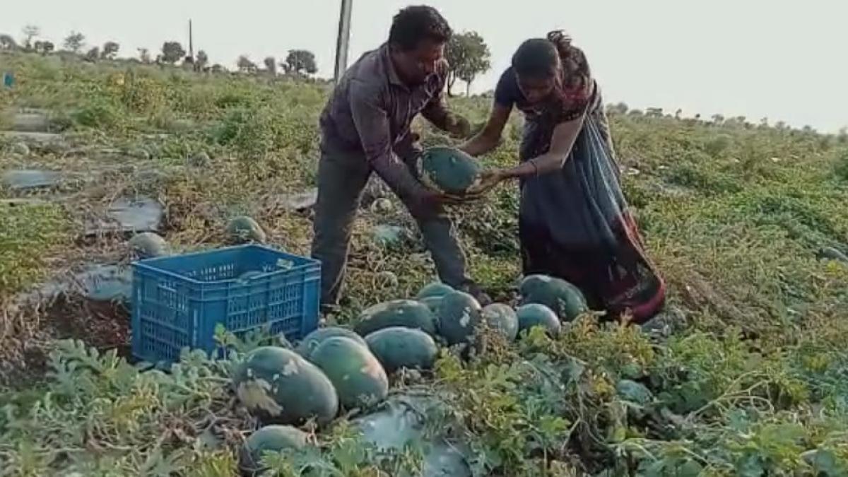 किसान ने दो एकड़ खेत से की तरबूज की बंपर पैदावार