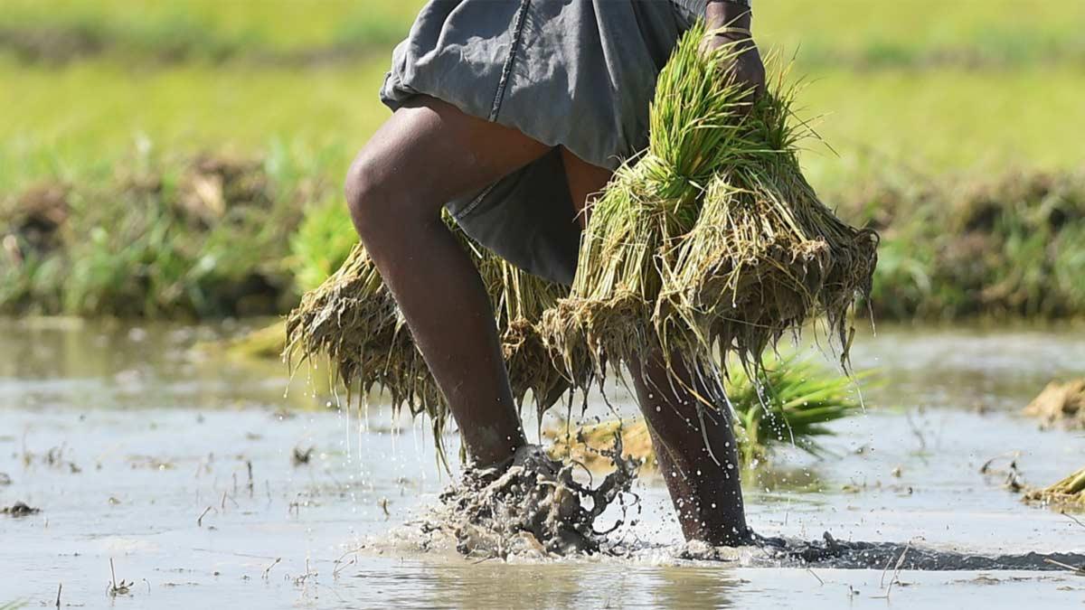 तमिलनाडु के सीएम ने फसल के लिए अपने हिस्से का कावेरी जल छोड़ने की मांग की (सांकेतिक-पीटीआई)