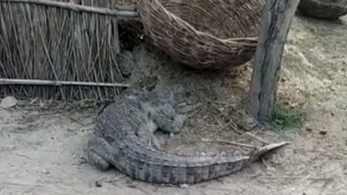 नदी से निकलकर घर आंगन में पहुंचा मगरमच्छ 