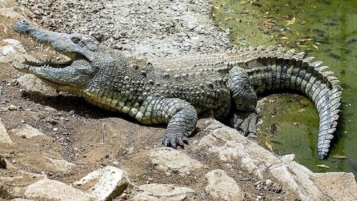 (प्रतीकात्मक फोटो)