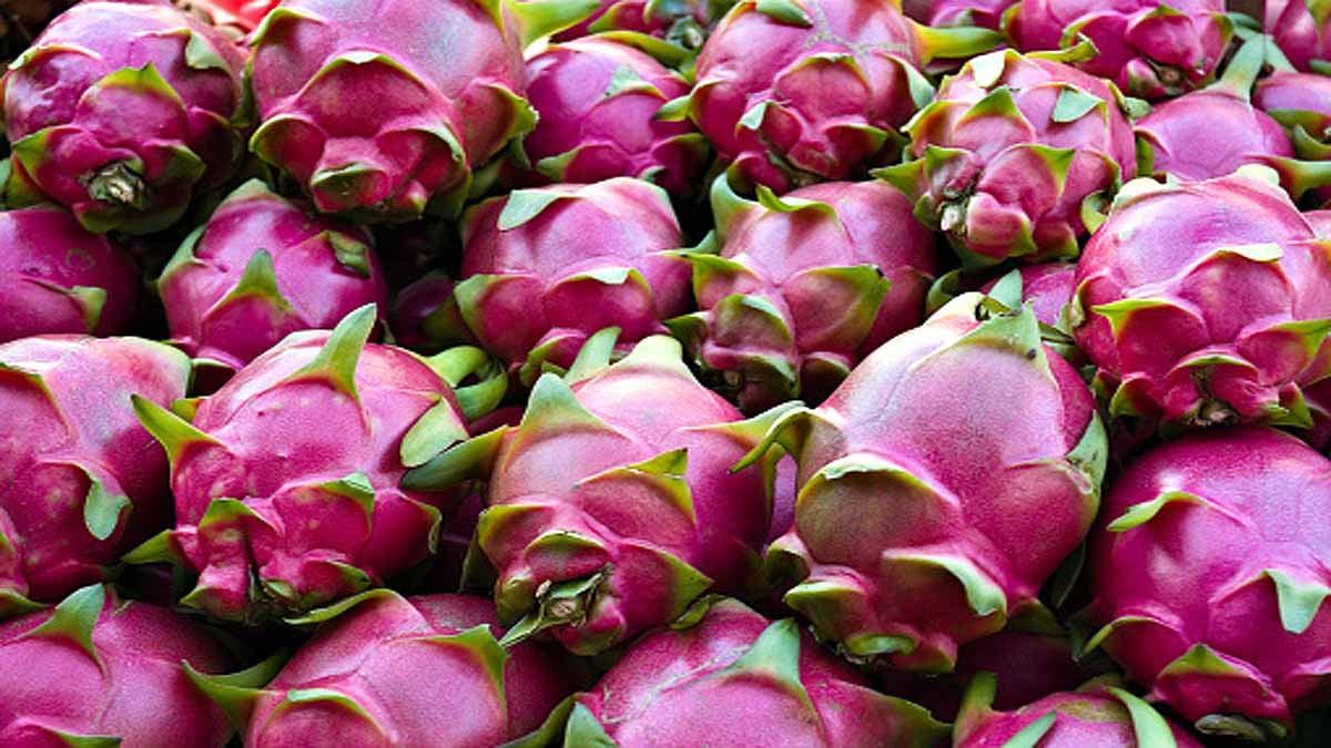 Dragon Fruit Exported Maharashtra to Dubai