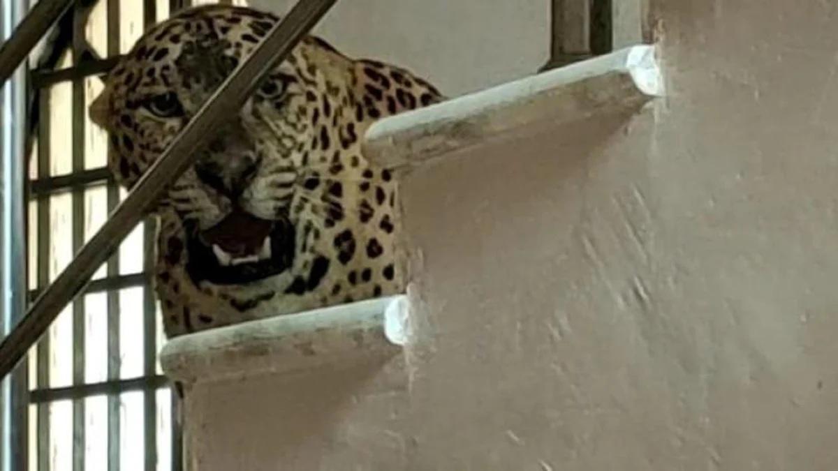 तेंदुए ने पांच साल की बच्ची को बनाया अपना शिकार. (सांकेतिक तस्वीर)