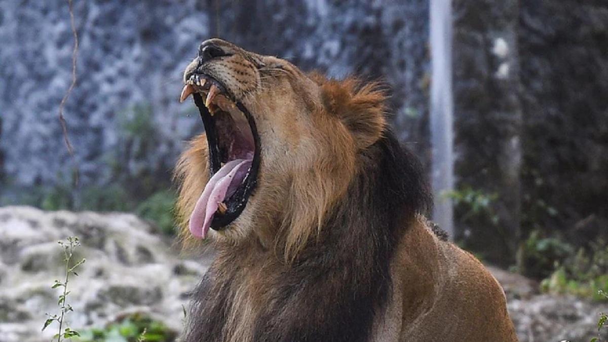 चेन्नई: चिड़ियाघर में शेरनी की मौत के बाद 11 में से 9 शेर कोरोना संक्रमित