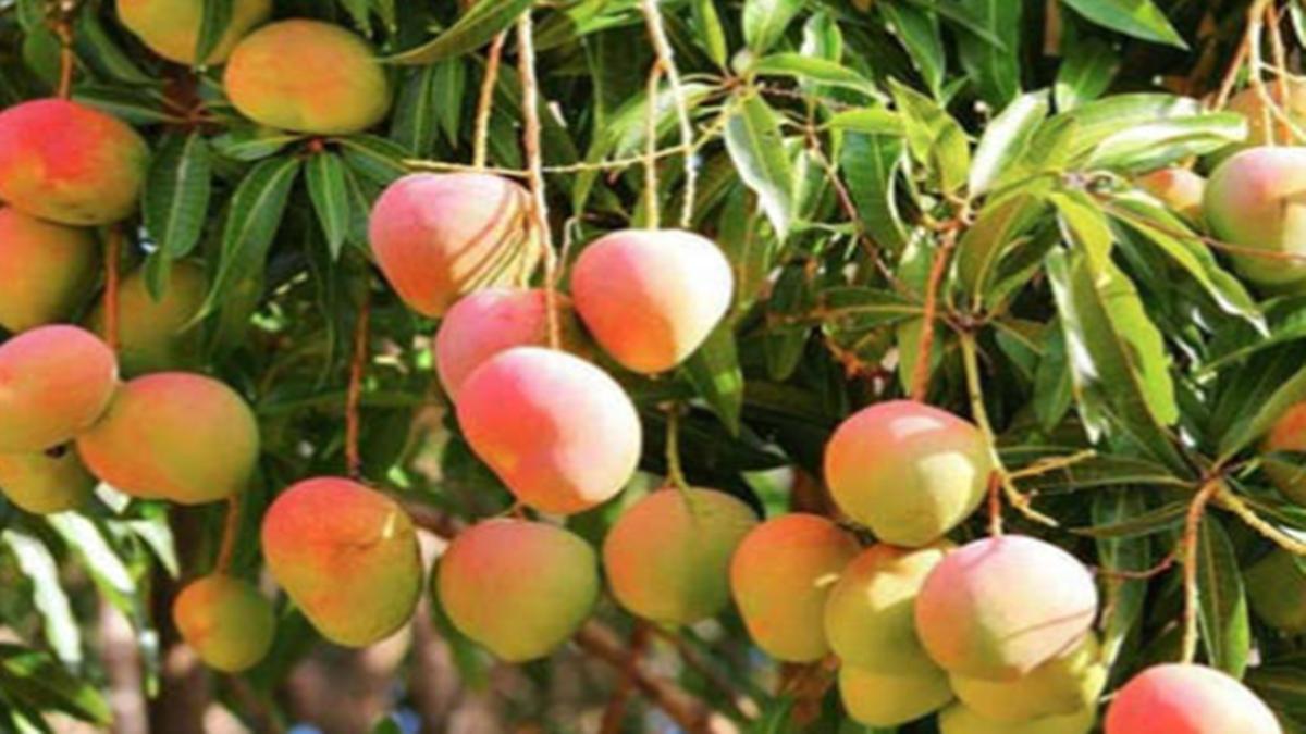 हुस्नआरा आम