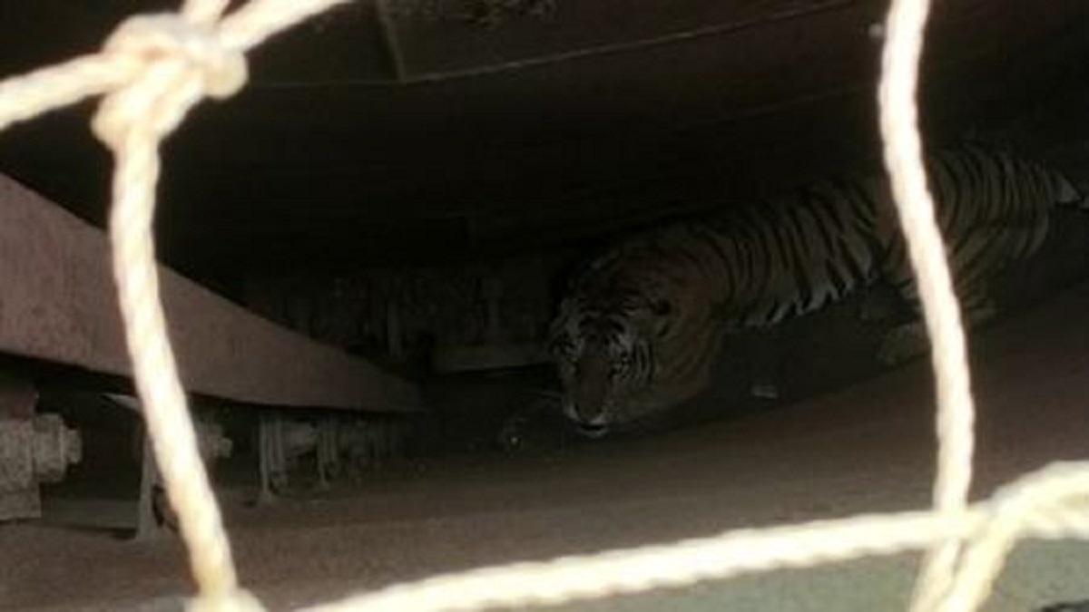 15 महीने के लंबे इंतजार के बाद पकड़ी गई शर्मीली (फोटो- आजतक)