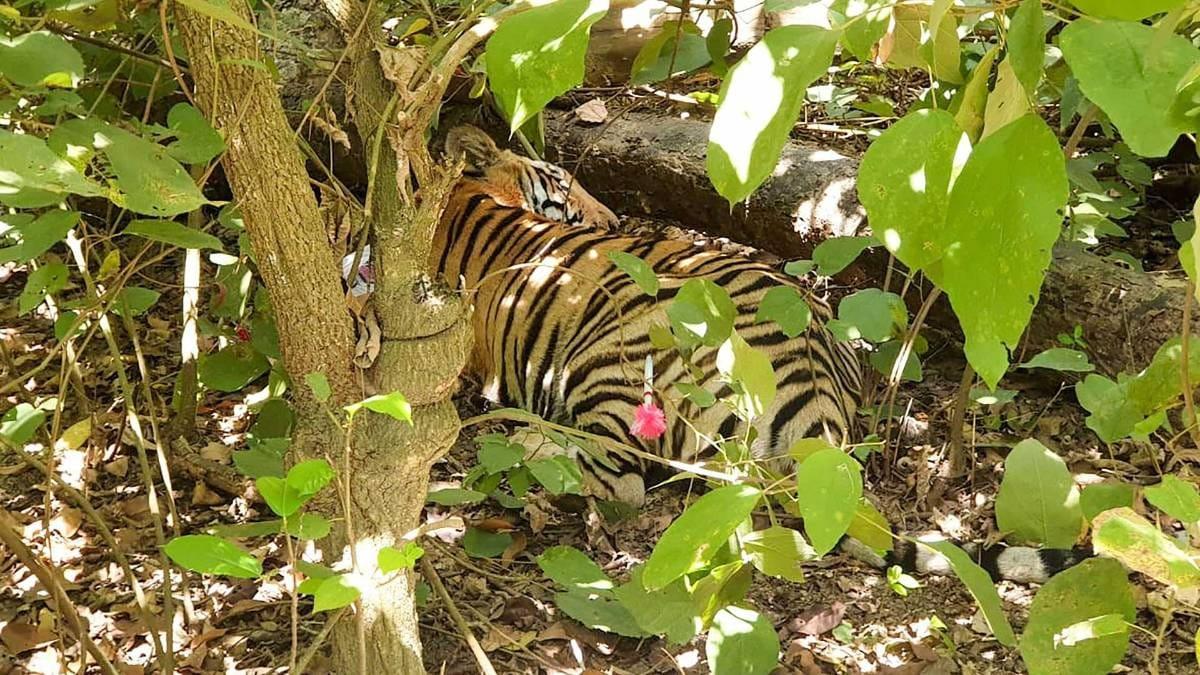 MP news (प्रतीकात्मक फोटो)