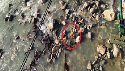 उत्तरकाशी के केदारघाट पर शवों को नोचता कुत्ता उत्तरकाशी के केदारघाट पर शवों को नोचता कुत्ता