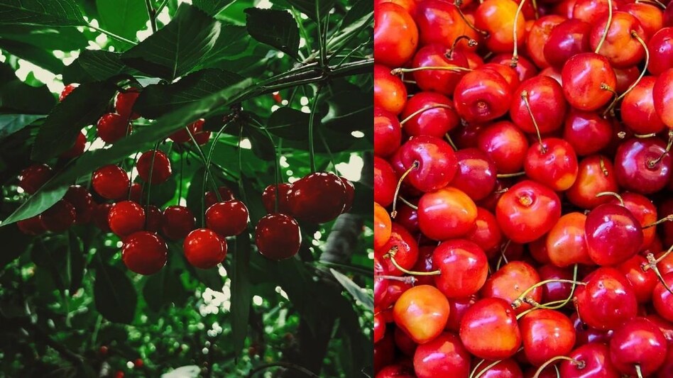 Kashmir: पहली बार दुबई भेजी गई कश्मीर की खास चेरी, किसानों की बढ़ेगी आय - Railway Minister Piyush goyal tweet jammu kashmir cherries exported to Dubai from valley lbsa - AajTak