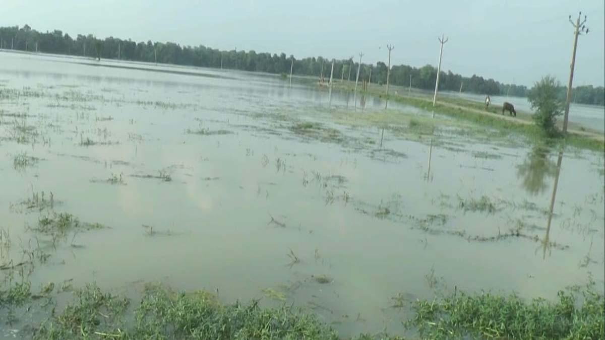 Crop Damaged Due to Flood and Cyclone (फाइल फोटो)
