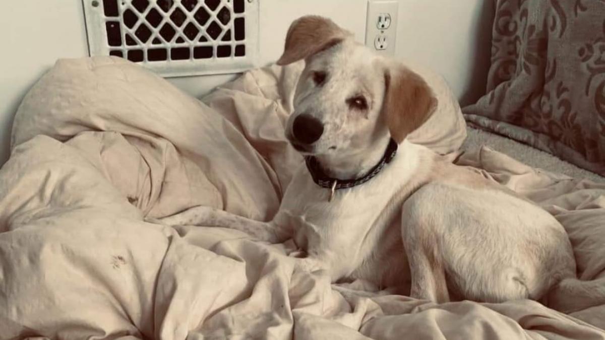 इलाज के बाद भी नहीं लौटी आंखों की रोशनी