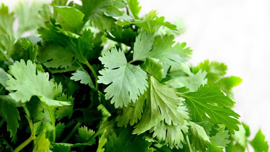 Kitchen Tips: गर्मियों में भी हरा धनिया रहेगा बिल्कुल फ्रेश, अपनाएं ये टिप्स - tips to store coriander leaves fresh for longer time fresh hara dhaniya kitchen tips and hacks in hindi