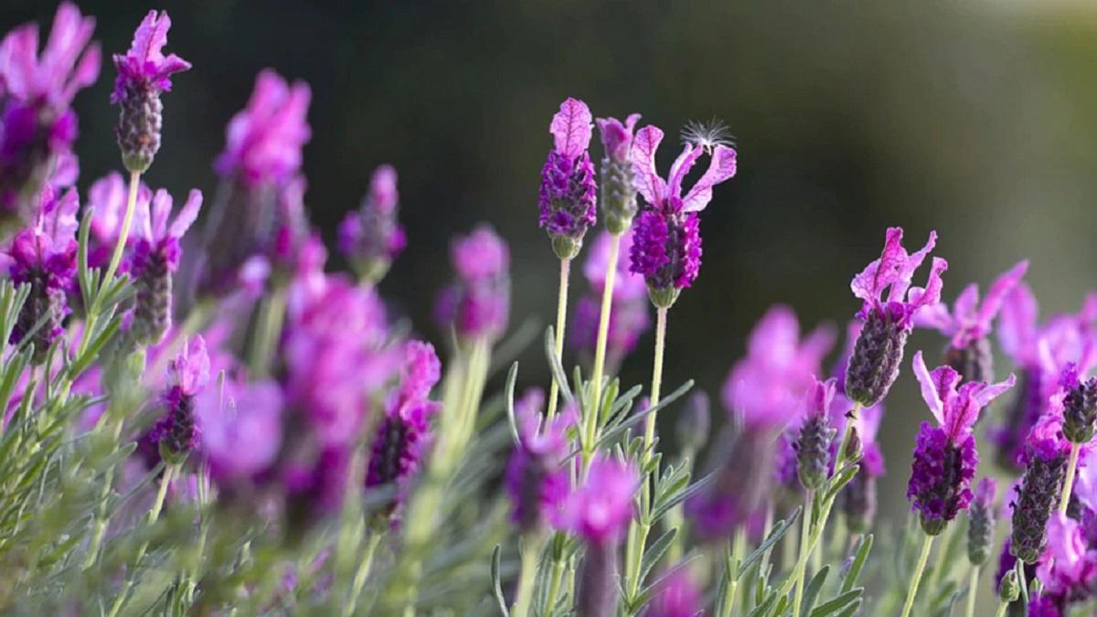 Lavender Farming( File image)