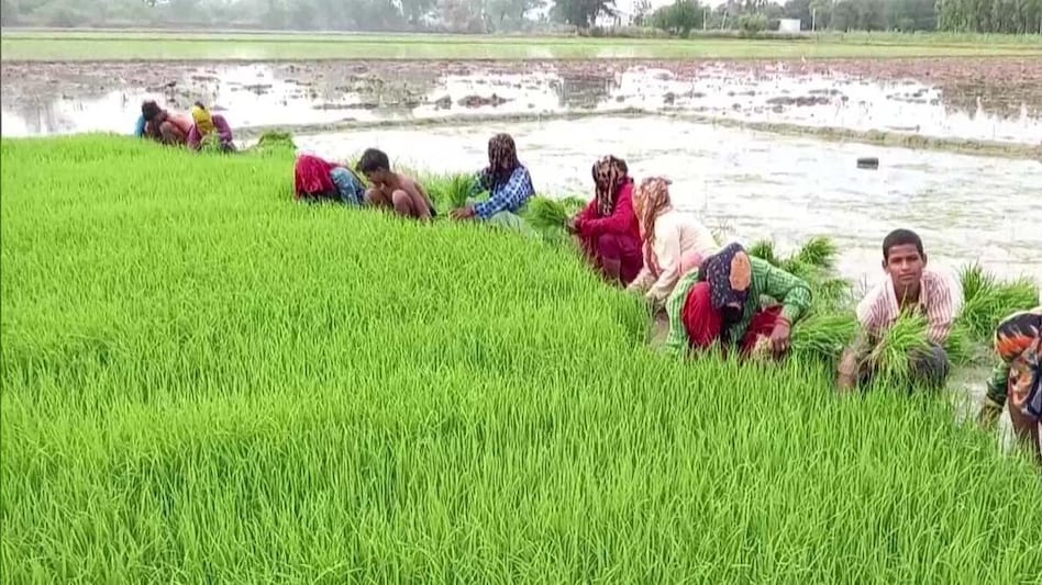 बारिश से धान की फसल में आई जान, मॉनसून की देरी से किसानों को हुआ नुकसान - rain benefits for paddy cultivation farmers paddy crop cost increased due to delayed monsoon lbsa -
