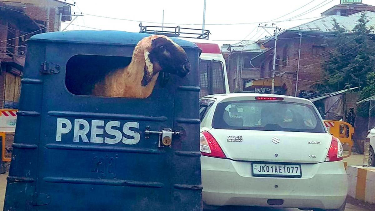 गाड़ी पर लिखा था PRESS, अंदर निकली भेड़, तस्वीर हो रही है वायरल