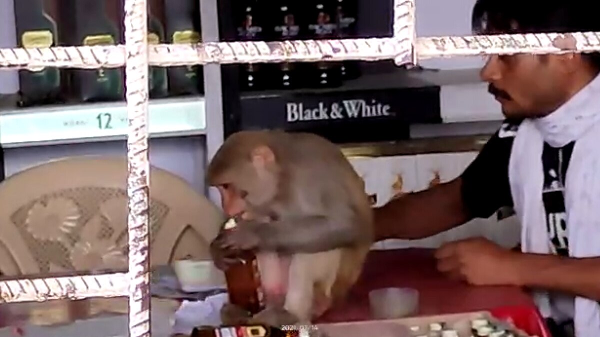  बंदर ने पी शराब, वीडियो वायरल