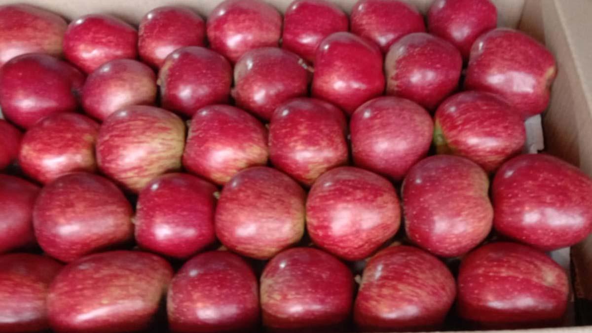 Himachal Pradesh Royal Apple