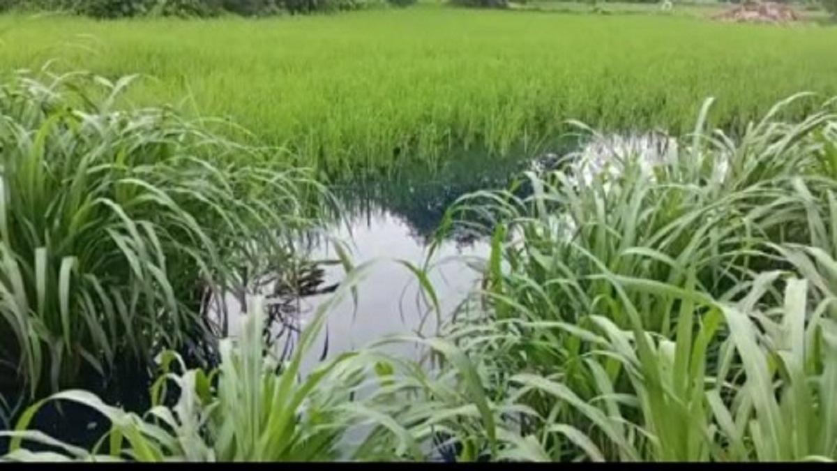 किसानों को सता रहा फसल खराब होने का डर    (फोटो साभार: मिथिलेश गुप्ता)