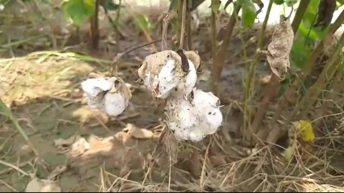 Cotton Crop Destroyed