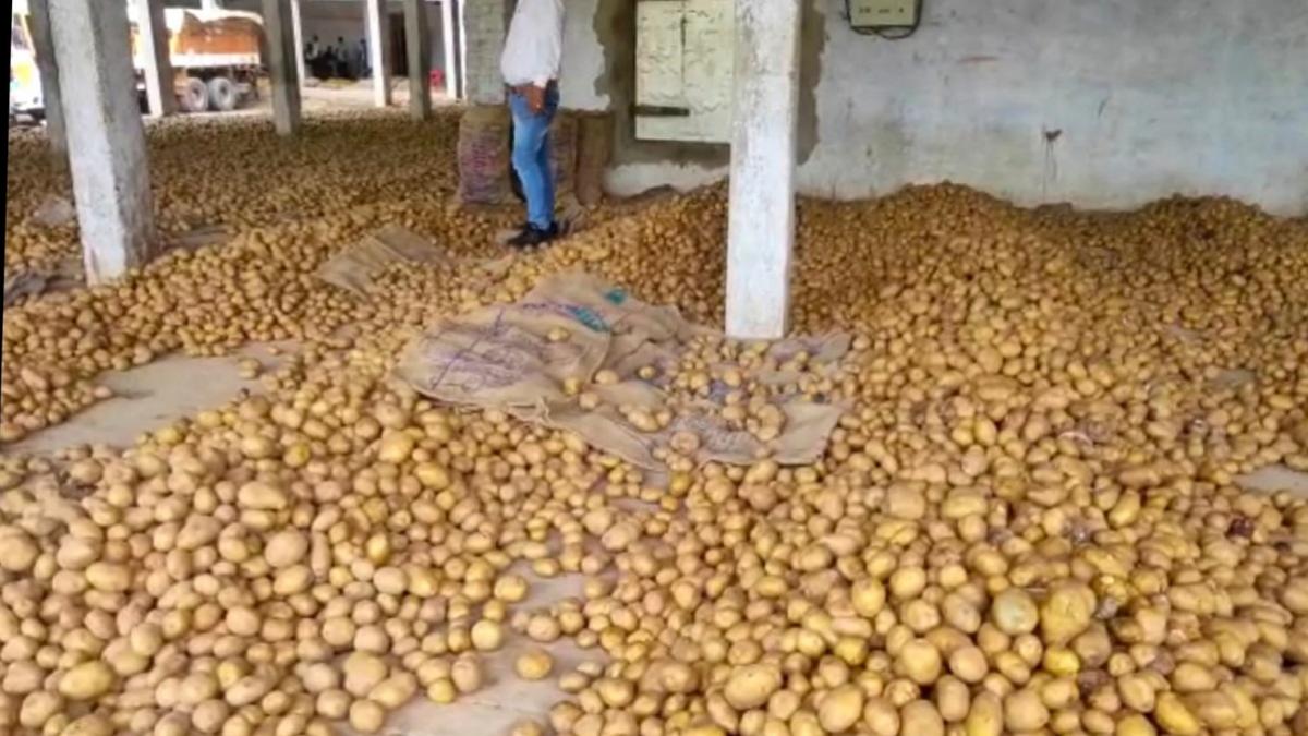 Potato Market Price Crash in UP