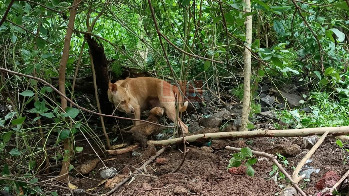 चेंबर में गिरे कुत्ते के बच्चे का सफल रेस्क्यू