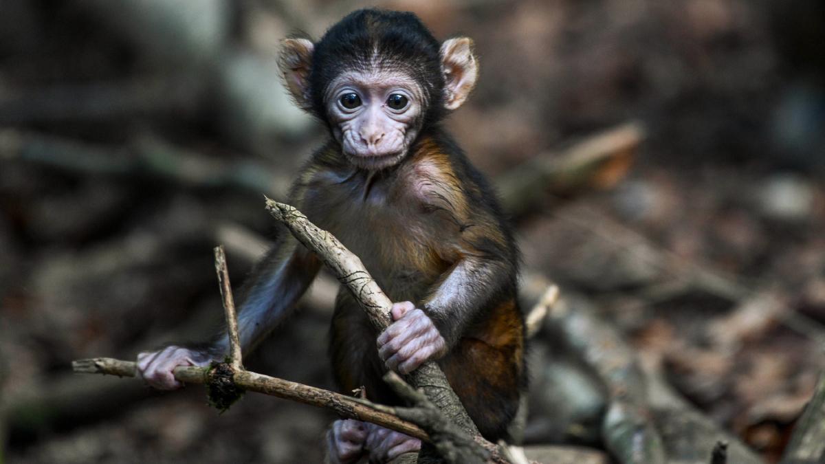 बंदरों की मौत के मामले में हाईकोर्ट में 4 अगस्त को सुनवाई होनी है. (प्रतीकात्मक तस्वीर-PTI)
