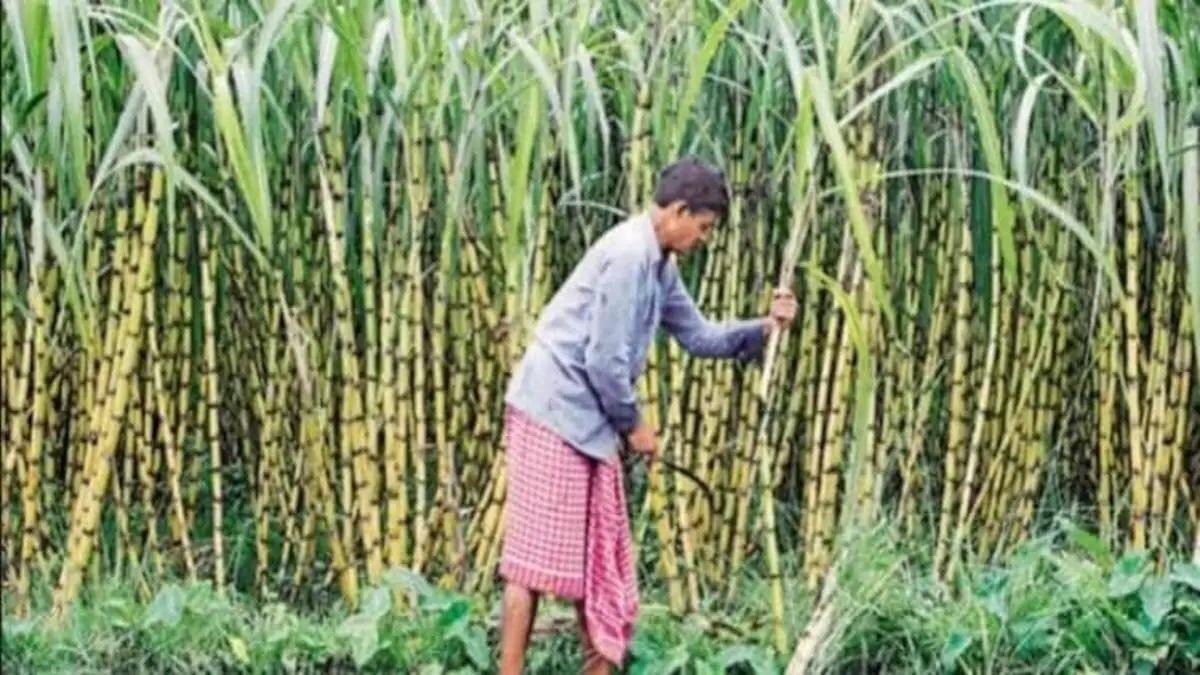 गन्ने में अब नहीं लगेंगे खतरनाक कीड़े, करना होगा ये उपाय, किसानों को होगा फायदा - sugarcane antidote measures sugarcane farming benefits way to earn more money by sugarcane farming lbsa ...