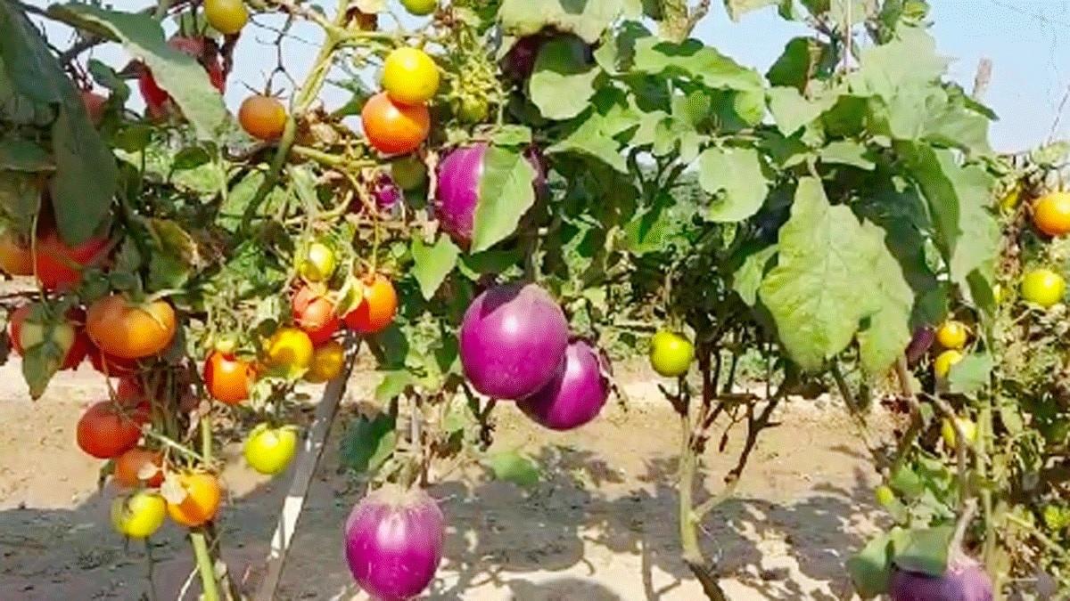 टैरेस फार्मिंग में तब्दील हुआ महिला का शौक (प्रतीकात्मक तस्वीर)