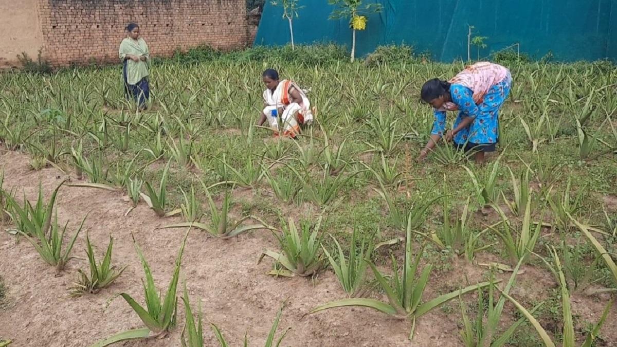 Aloe Vera Cultivation