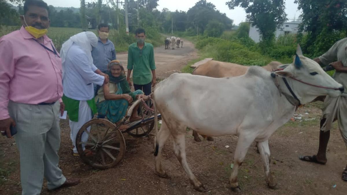 छिंदवाड़ा में बैलगाड़ी से वैक्सीनेशन सेंटर पहुंची बुजुर्ग