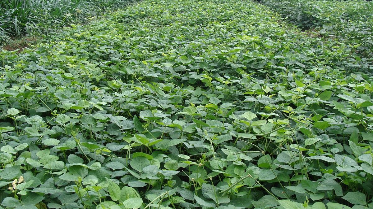 Cowpea Fodder Cultivation