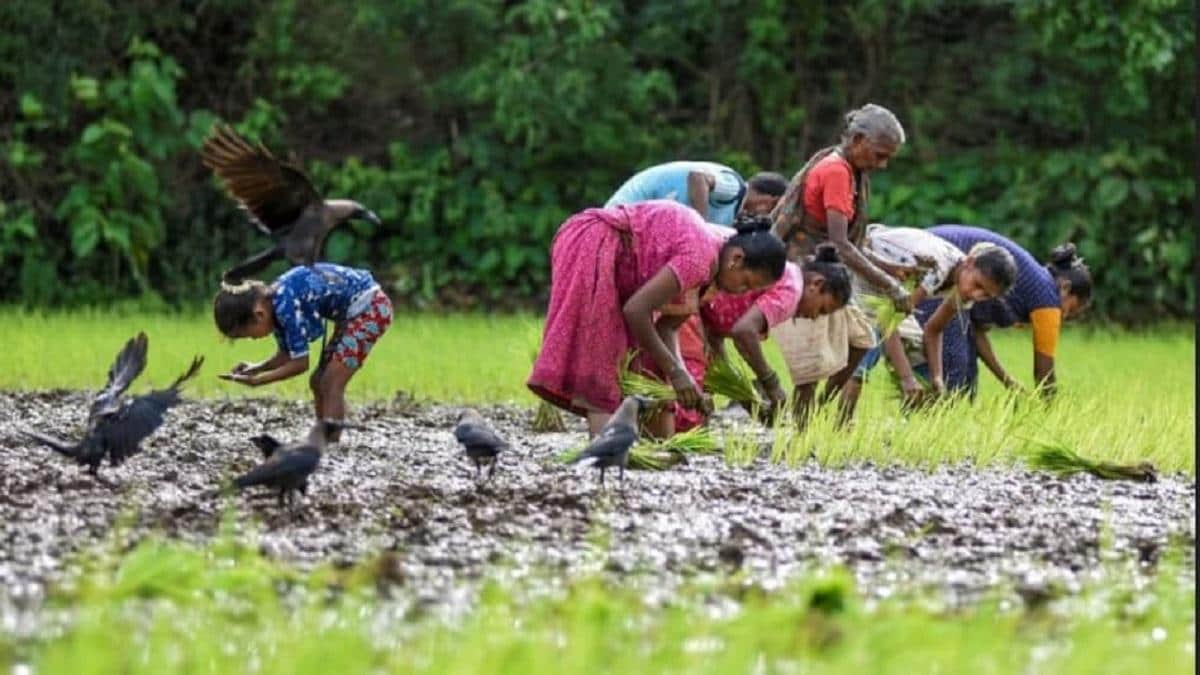 किसानों को मिलेगी 12 डिजिट की यूनिक आईडी, जानें केंद्र सरकार का क्या है प्लान - central government unique ID of 12 digit farmers accessing agricultural schemes lbsa - AajTak
