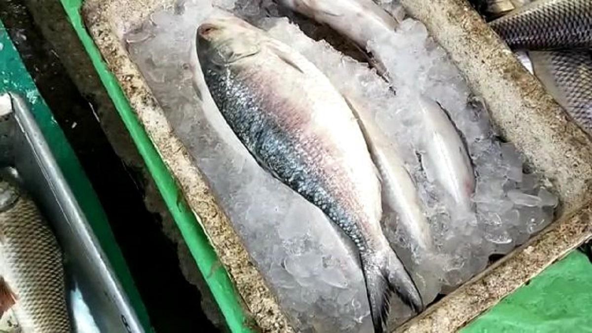 बांग्लादेश से बंगाल के बाजार पहुंची हिलसा मछली, खरीदने को उमड़ पड़ी भीड़