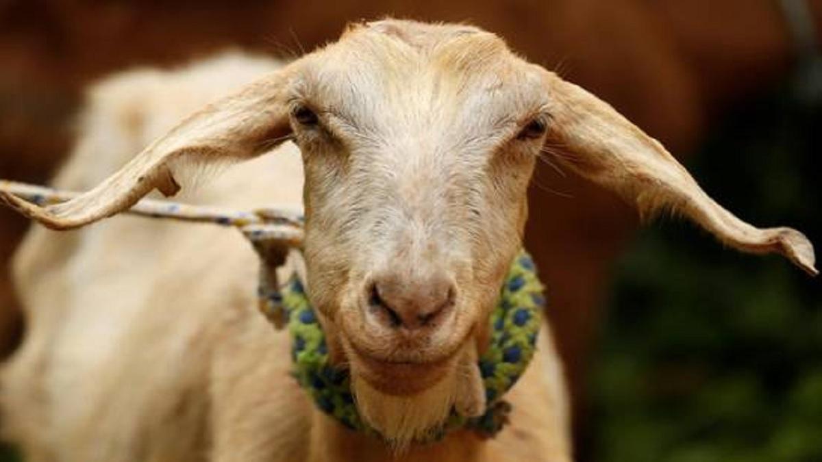 प्रतीकात्मक तस्वीर