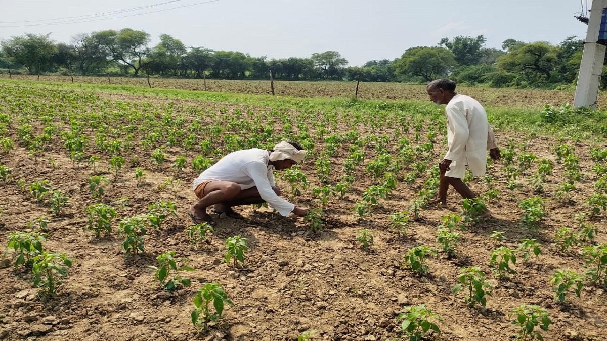 Green Chilli Cultivation