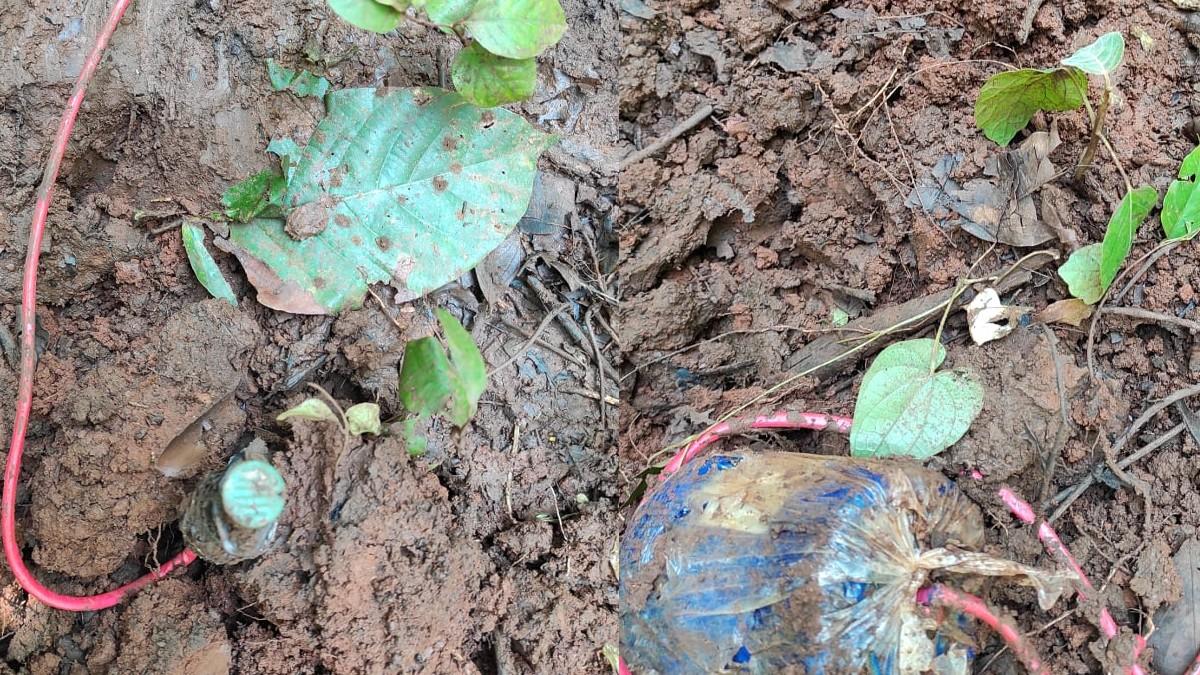 सुरक्षाबलों ने 25 से अधिक IED बम बरामद किए. 