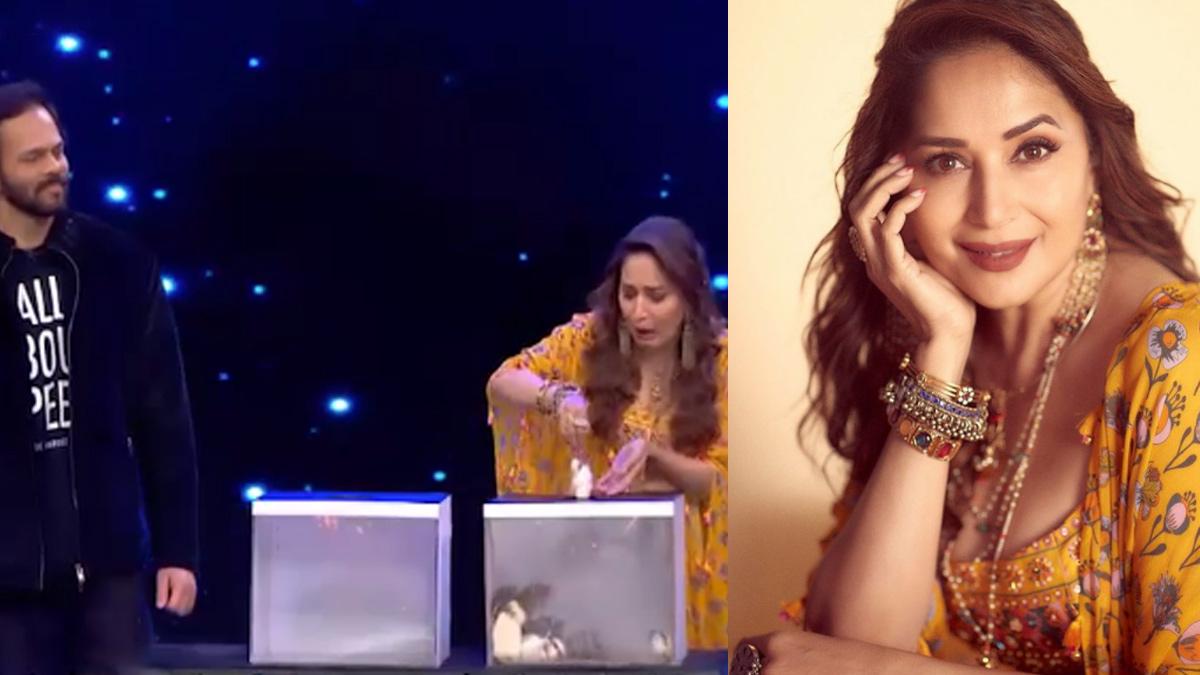 रोहित शेट्टी ने माधुरी दीक्षित से करवाया 'डेयरडेविल' स्टंट, एक्ट्रेस ने उठाए चूहे और फिर...