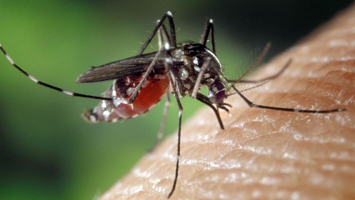Tips To Treat Mosquito Bite