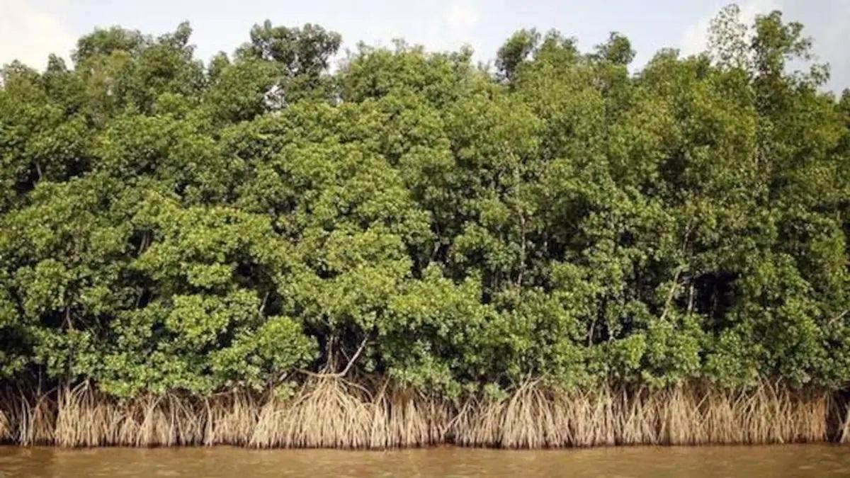 Mangrove Trees Plantation