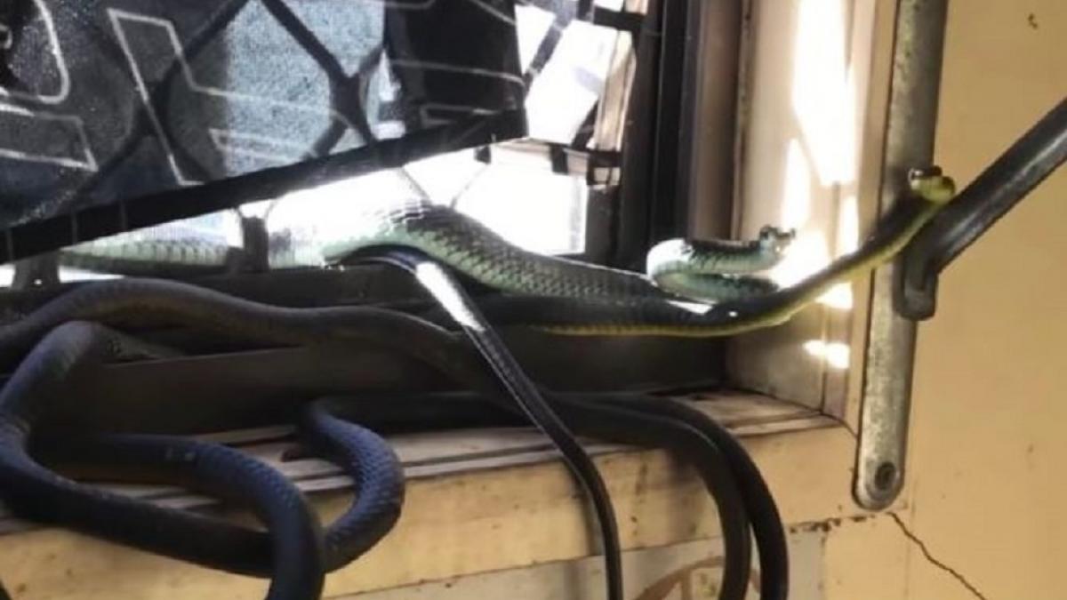 वाशिंग मशीन के ऊपर खेल रहे थे सांप